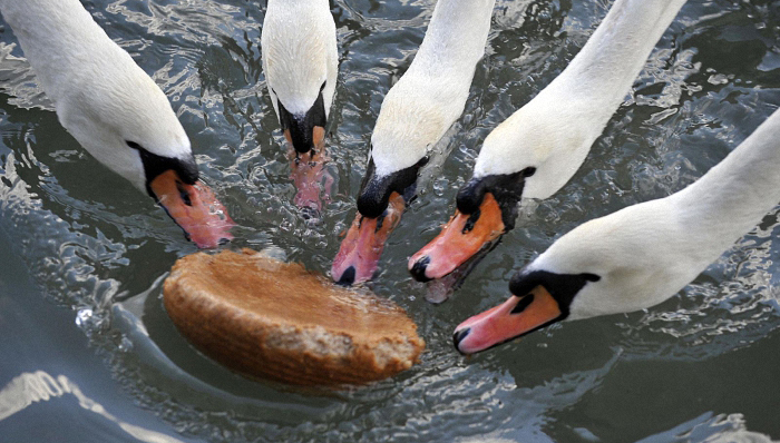 减肥,低碳水化合物