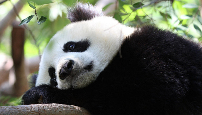 大熊猫,危机,,灭绝