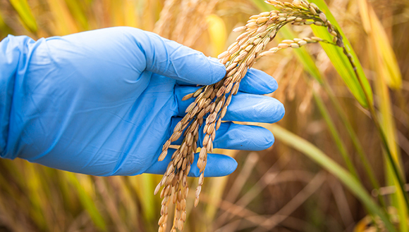 特色,新实践,特色资源,治国,种养业,雷笋,促进就业,种植基地,贫困户,贫困人口