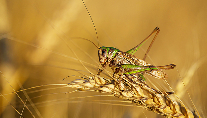 俄罗斯方块,欧洲社会,他们又骗我