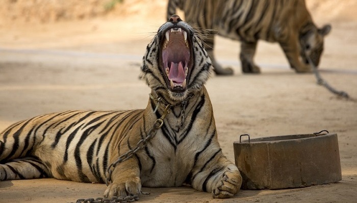 虎庙,寺庙,中转站,药用价值,动物星球,进补,时代,送进,强拆,影评