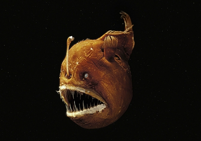 观察周刊;调查报道