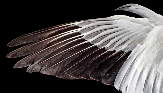 羽毛,摄影,地球,进化