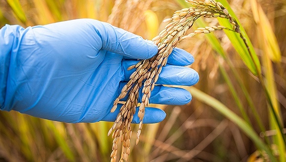 贫困户,期权扶贫,大山村,岳西县,期权证,养殖,增收,村集体经济,茶叶加工,两委