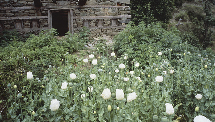 微软要冒险涉足大麻产业