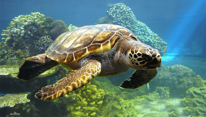 海龟,保护,产卵,饲养