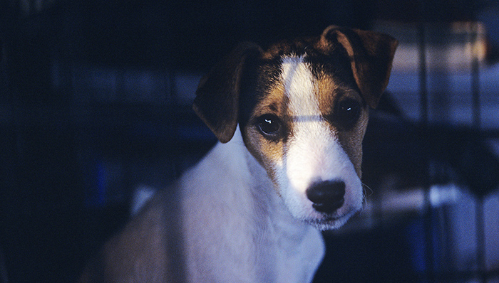 玉林,狗肉节,取缔