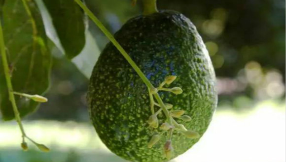 牛油果,健康,犯罪