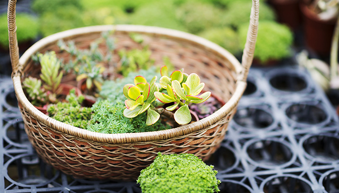 宜家推出室内园艺设备