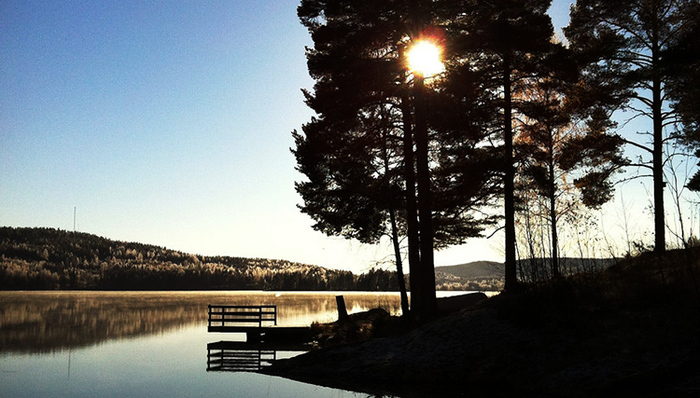 中电光伏电站侵占林地被查