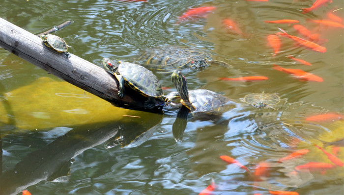野生动物保护法,修订,放生