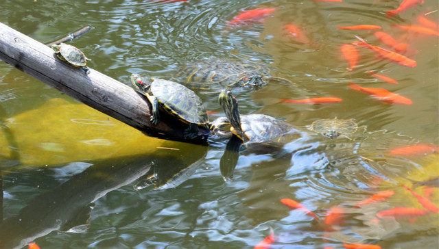 野生动物保护法,修订,通过,放生