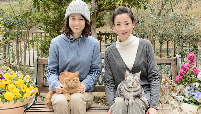 导演,编剧,TAG,故事简介,演员阵容,苑子,美奈,长谷川京子,山田孝之,上川隆