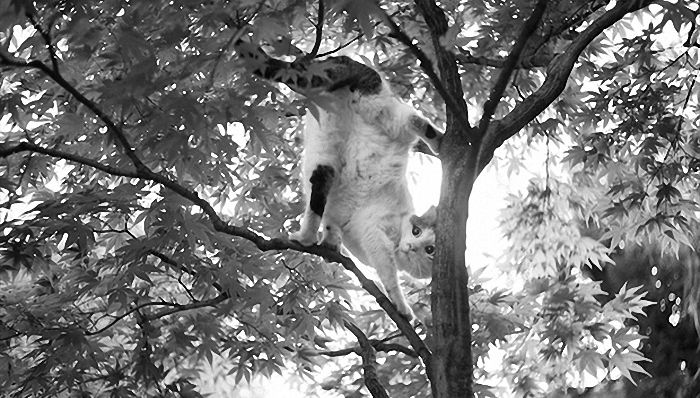 猫,灾难,日本,流浪猫