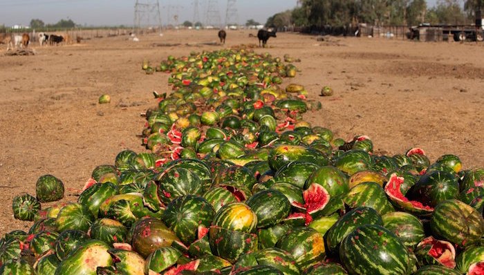 近一半的美国食品都被扔掉了