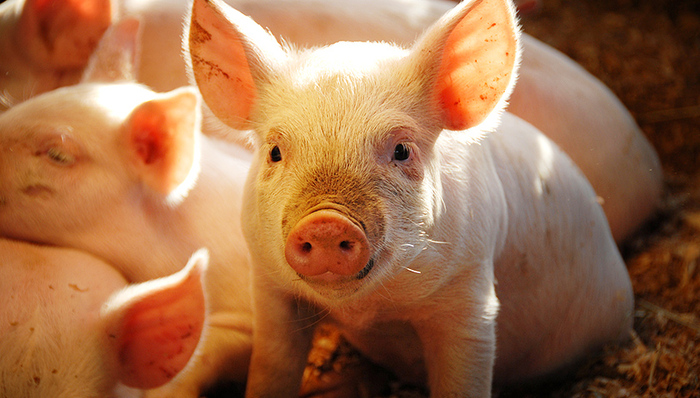 牧原股份上半年业绩增长近22倍