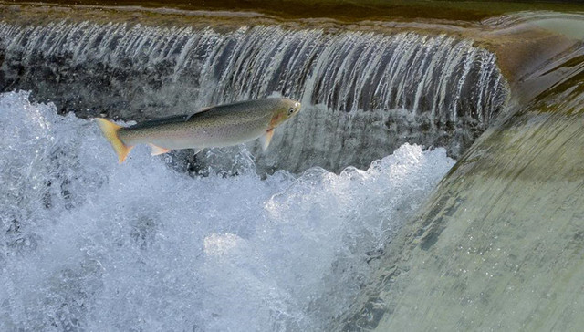 汉江、虎园、城管