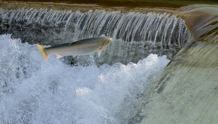 汉江、虎园、城管