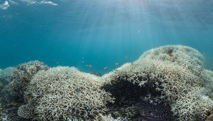 大堡礁,珊瑚,白化,污染,生态