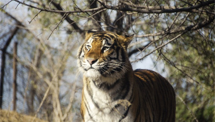 北京八达岭野生动物园,老虎伤人事件,自驾游,下车,袭击,死伤