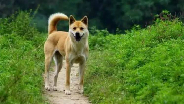 土狗,中华田园犬,狗肉节