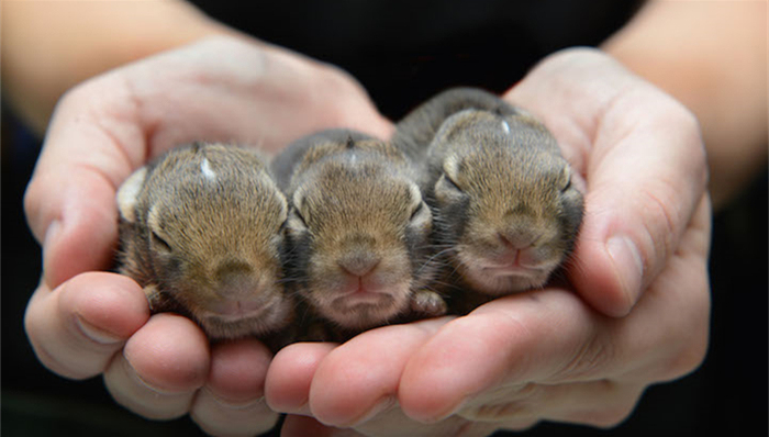 动物,初生,幼年