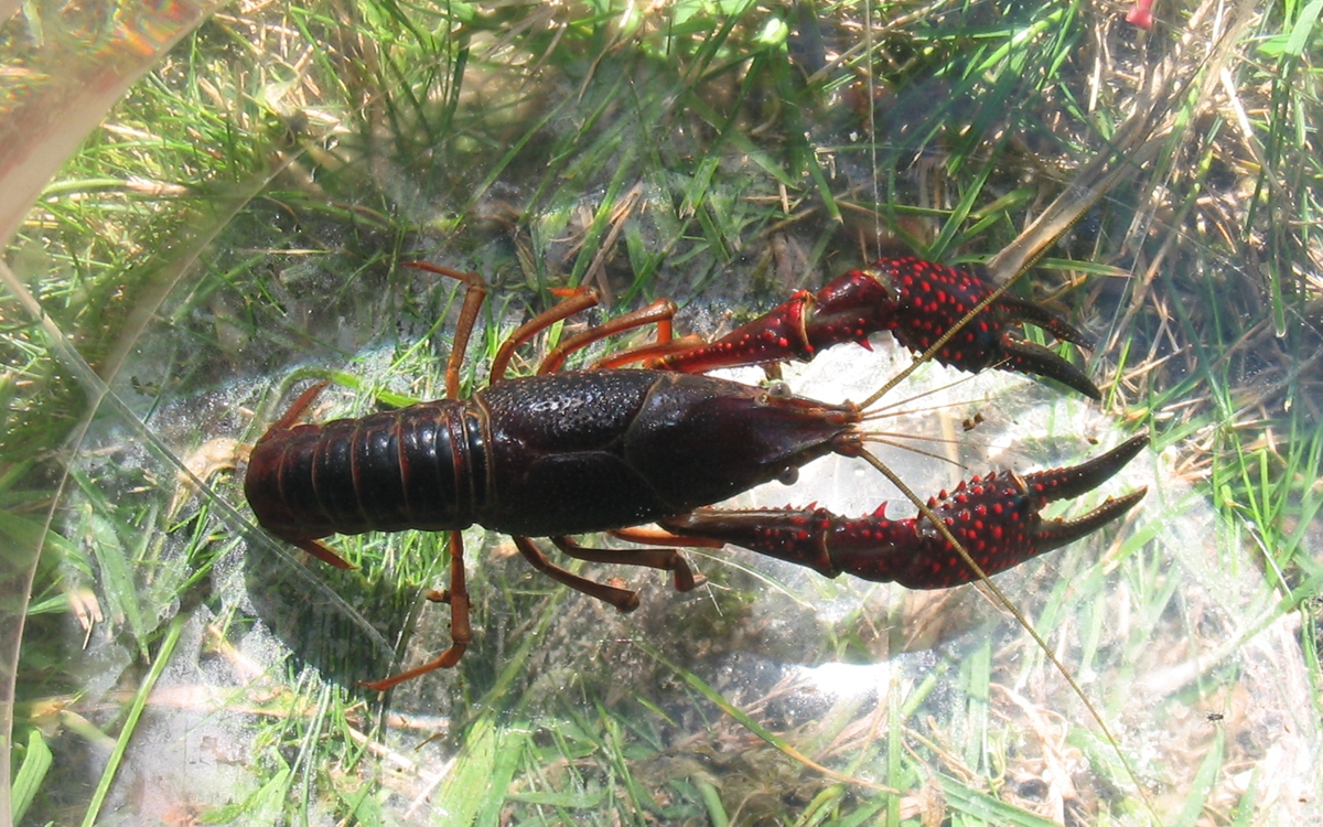 Procambarus_clarkii_top