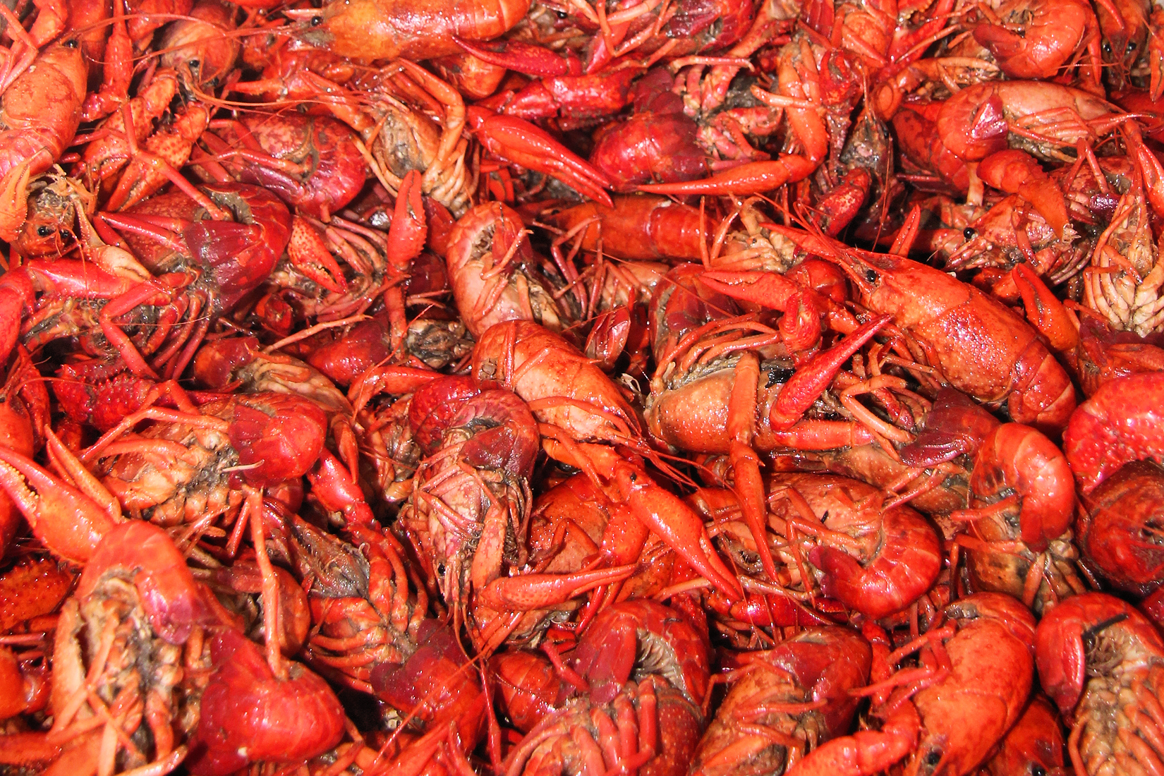 Lots_of_crawfish