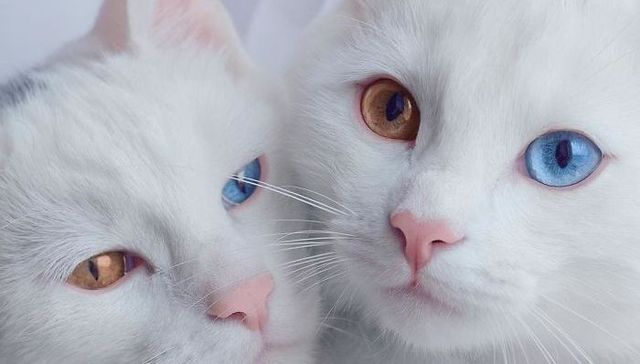 猫,虹膜异色