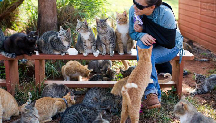 猫,收容所,夏威夷