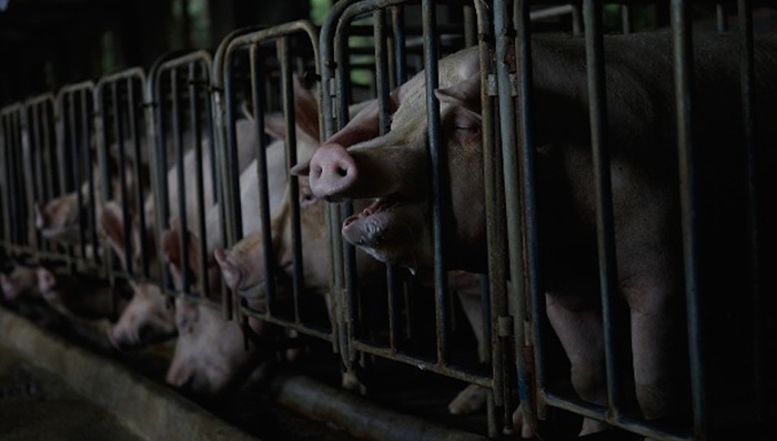 猪肉,养猪场,动物福利