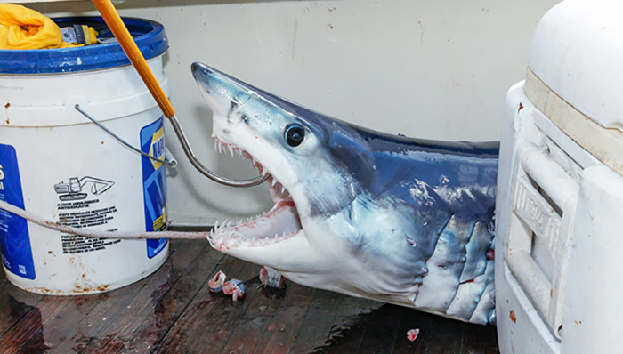 捕鲨,出海,摄影,大白鲨