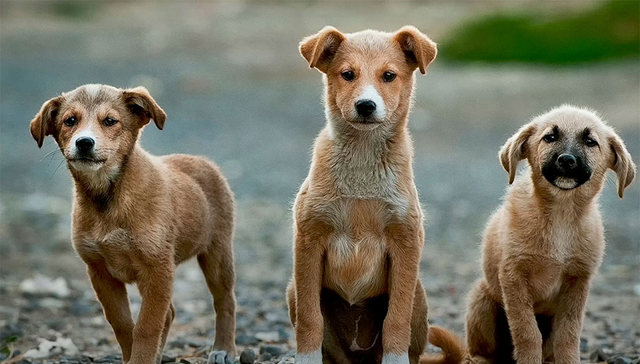 爱狗团：砍掉宠物O2O服务 回归在线交易平台