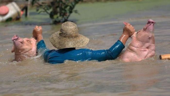 洪水死禽