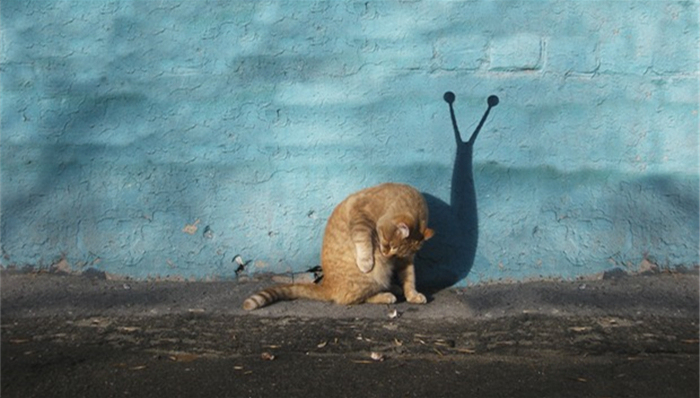 动物,摄影,艺术