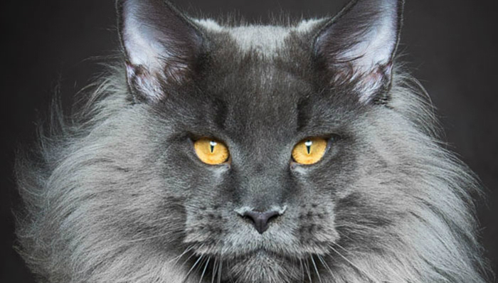 缅因猫,萌宠,萌