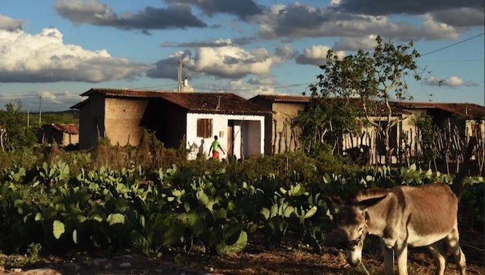 巴西,病毒,摄影