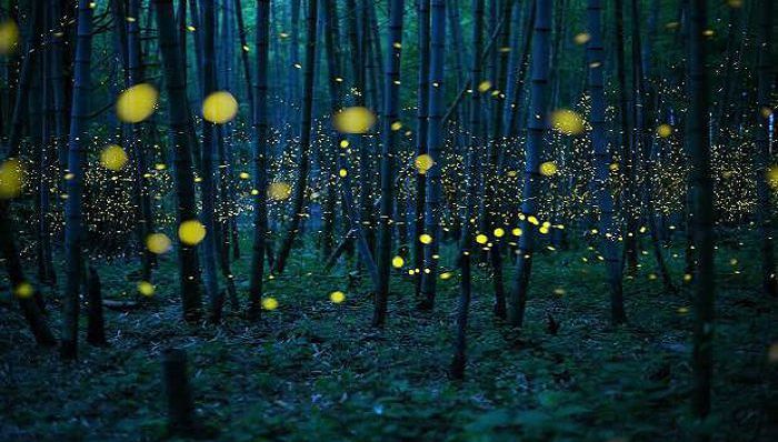 萤火虫,美,梦幻,摄影,科学