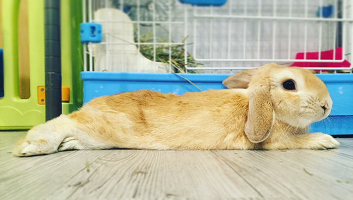 兔子,动物,香港