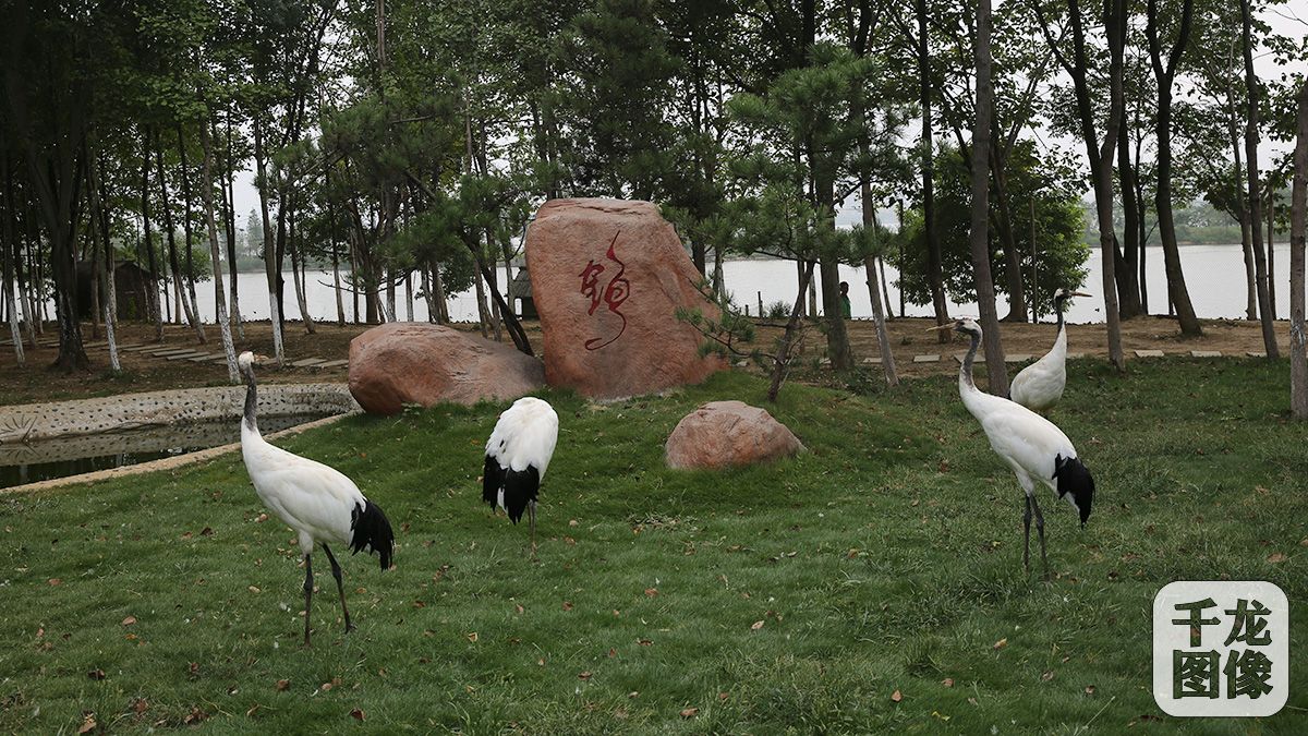 （4）南昌高新区推进绿化建设，完成了174万平方米艾溪湖湿地中心建设，让科技、生态两不误。图为艾溪湖湿地公园内的鹤园景色（8月26日摄）。