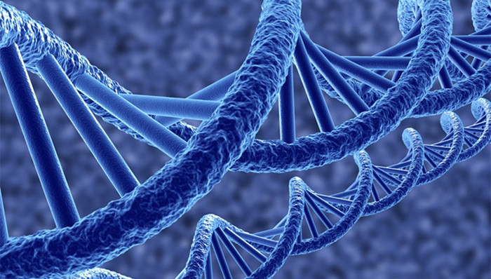 白银杀人案,DNA,检测