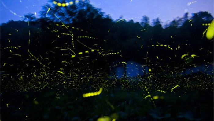 专访寻萤者付新华