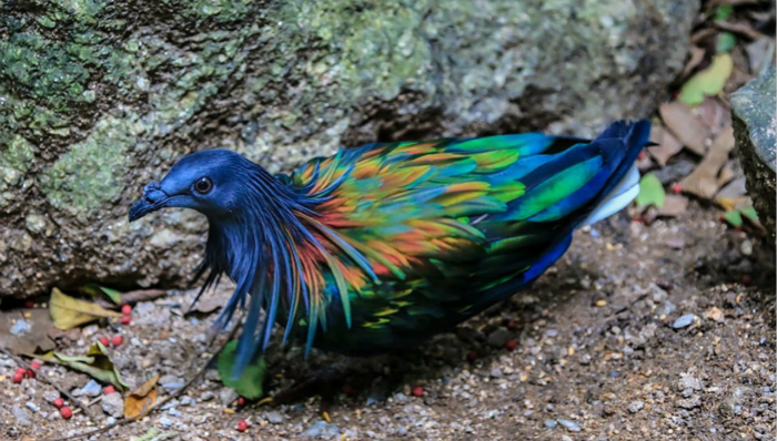 鸟,濒危,动物保护