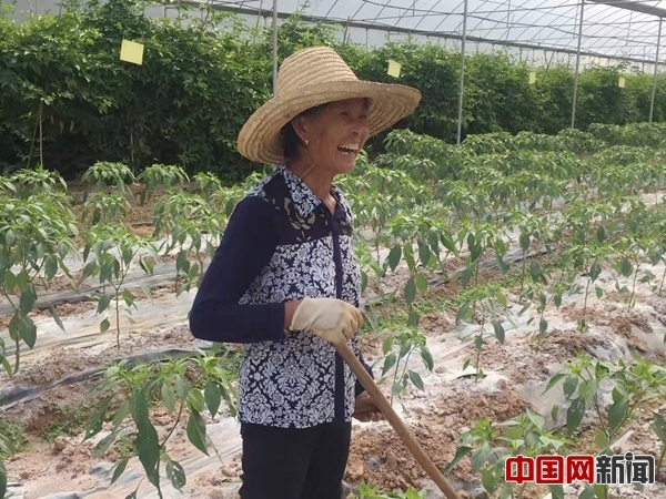 总书记,贫困户,中国网,网络媒体,网络红人,走转改,蔬菜基地,领头羊,电商,西施