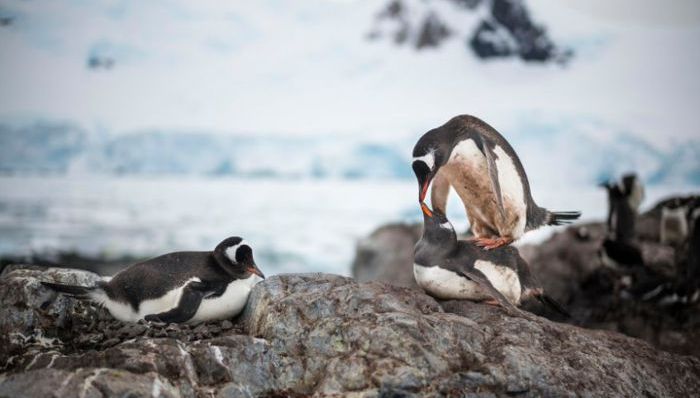企鹅,全球变暖,气候变化