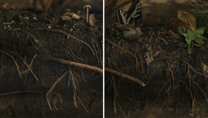 地下世界,虫,生物