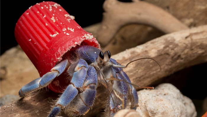 寄居蟹,环境污染,海洋