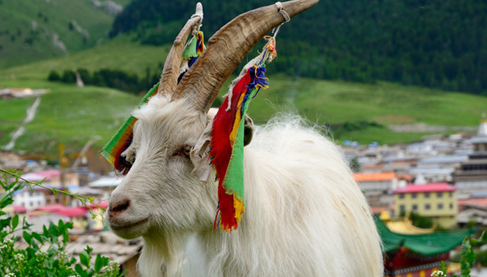 放生,甘孜,环保局