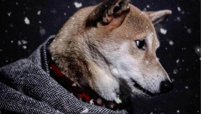 柴犬,时尚,模特