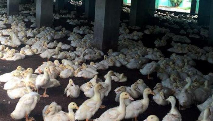 红星村,走转改,总书记,网络媒体,四川站,农民专业合作社,嘱托,龙门古镇,致富,贫困村